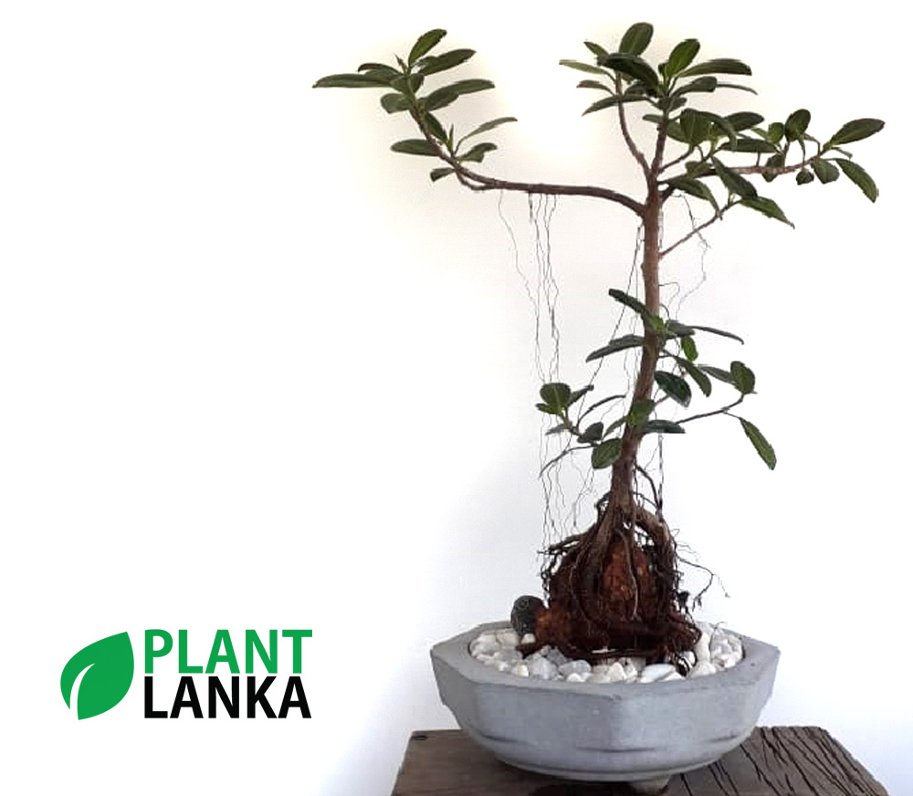 Nuga (නුග) Indoor Plant 45 years old Plant Lanka Tropical Plants