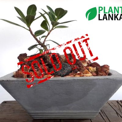 Plant Lanka - Deliver premium plants in Sri Lanka