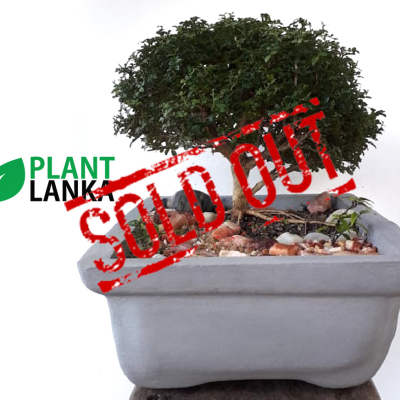 Plant Lanka - Gift Indoor Plants in Sri Lanka