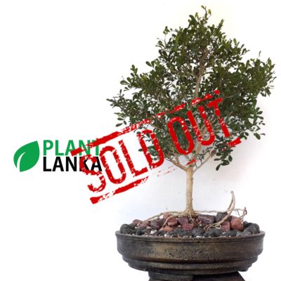 Plant Lanka - Gift Indoor Plants in Sri Lanka