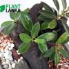 Plant Lanka - Gift Indoor Plants in Sri Lanka