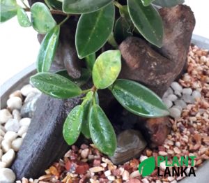 Plant Lanka - Gift Indoor Plants in Sri Lanka