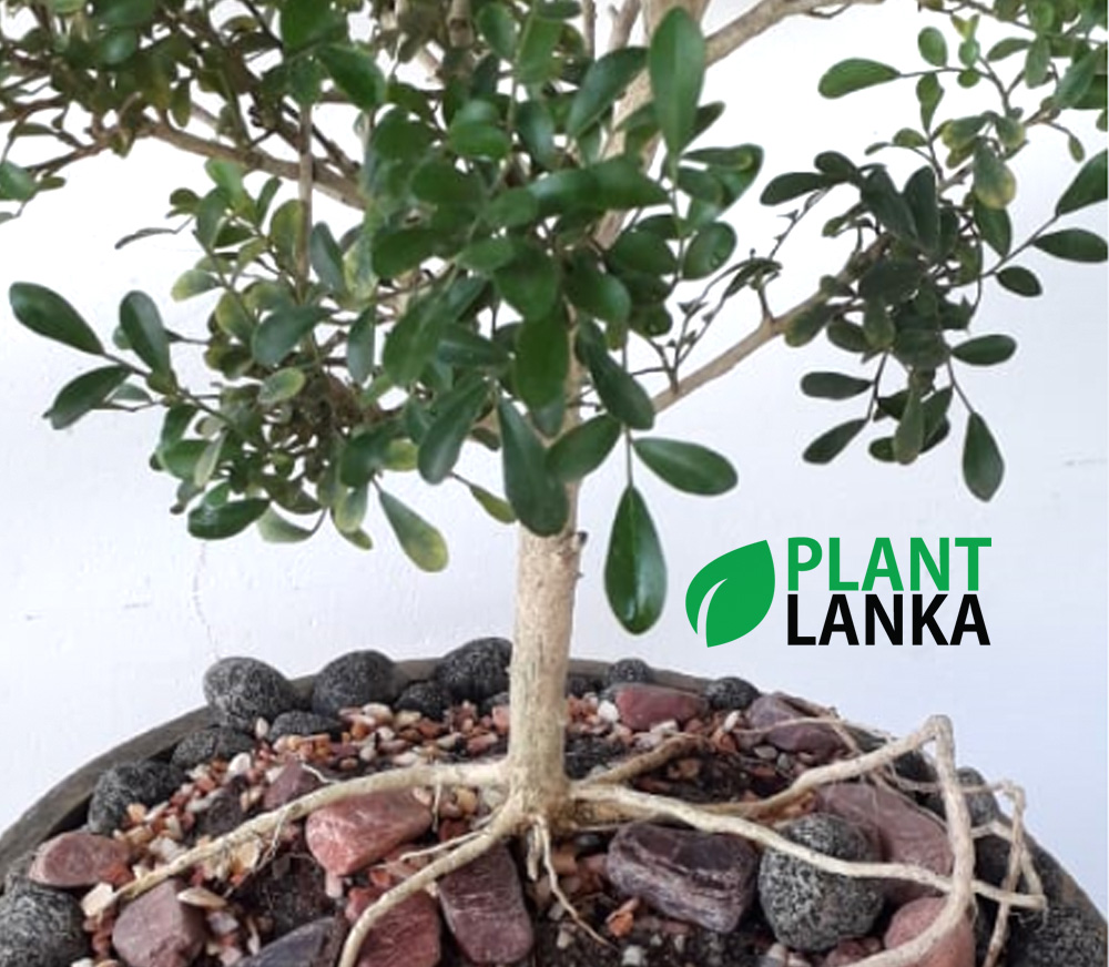 Plant Lanka - Gift Indoor Plants in Sri Lanka