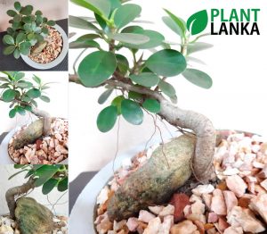 Plant Lanka - Gift Bonsai Plants in Sri Lanka