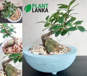 Plant Lanka - Gift Bonsai Plants in Sri Lanka