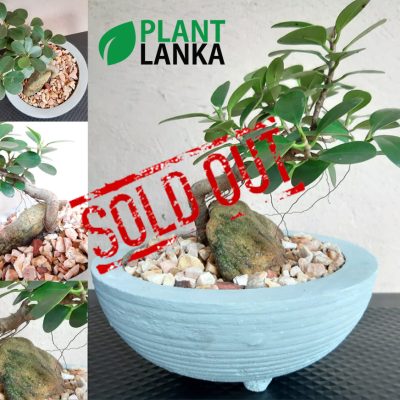 Plant Lanka - Deliver premium plants in Sri Lanka