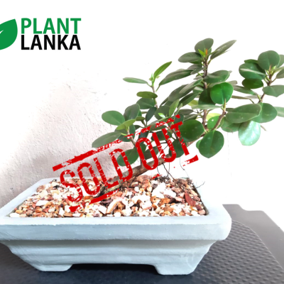 Plant Lanka - Deliver premium plants in Sri Lanka