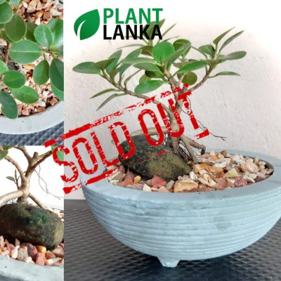 Plant Lanka - Deliver premium plants in Sri Lanka