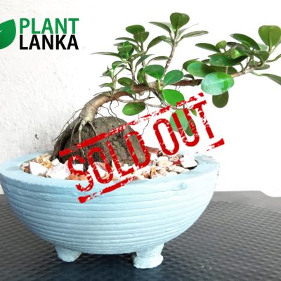 Plant Lanka - Deliver premium plants in Sri Lanka