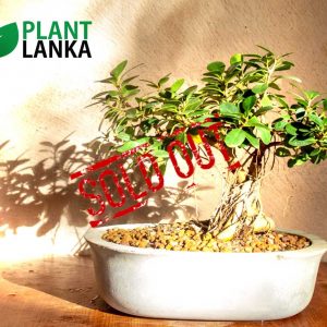 Plant delivery in sri lanka specially bonsai plants