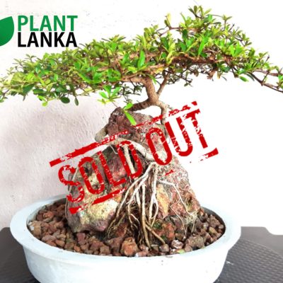 Plant Lanka - Gift Bonsai Plants in Sri Lanka