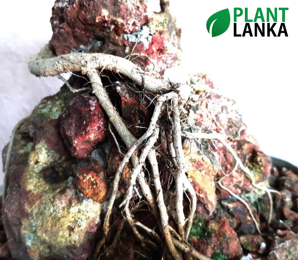 Plant Lanka - Gift Bonsai Plants in Sri Lanka