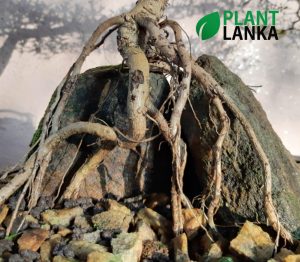 Plant Lanka - Gift Bonsai Plants in Sri Lanka