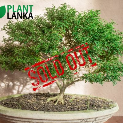 Plant Lanka - Gift Bonsai Plants in Sri Lanka