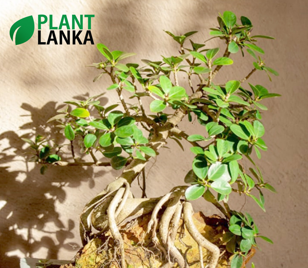 Plant Lanka - Gift Bonsai Plants in Sri Lanka