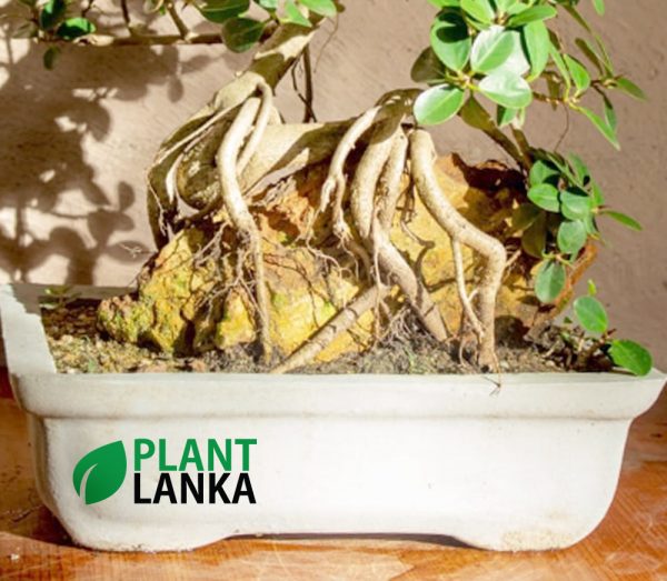 Plant Lanka - Gift Bonsai Plants in Sri Lanka