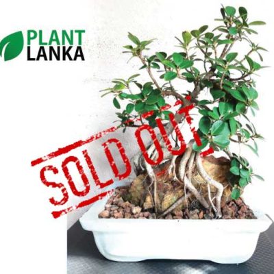 Plant Lanka - Deliver premium plants in Sri Lanka