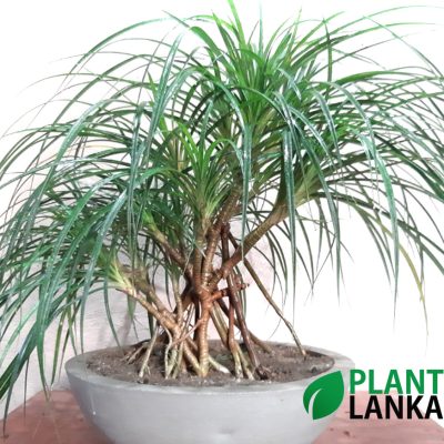Plant Lanka - Gift Bonsai Plants in Sri Lanka