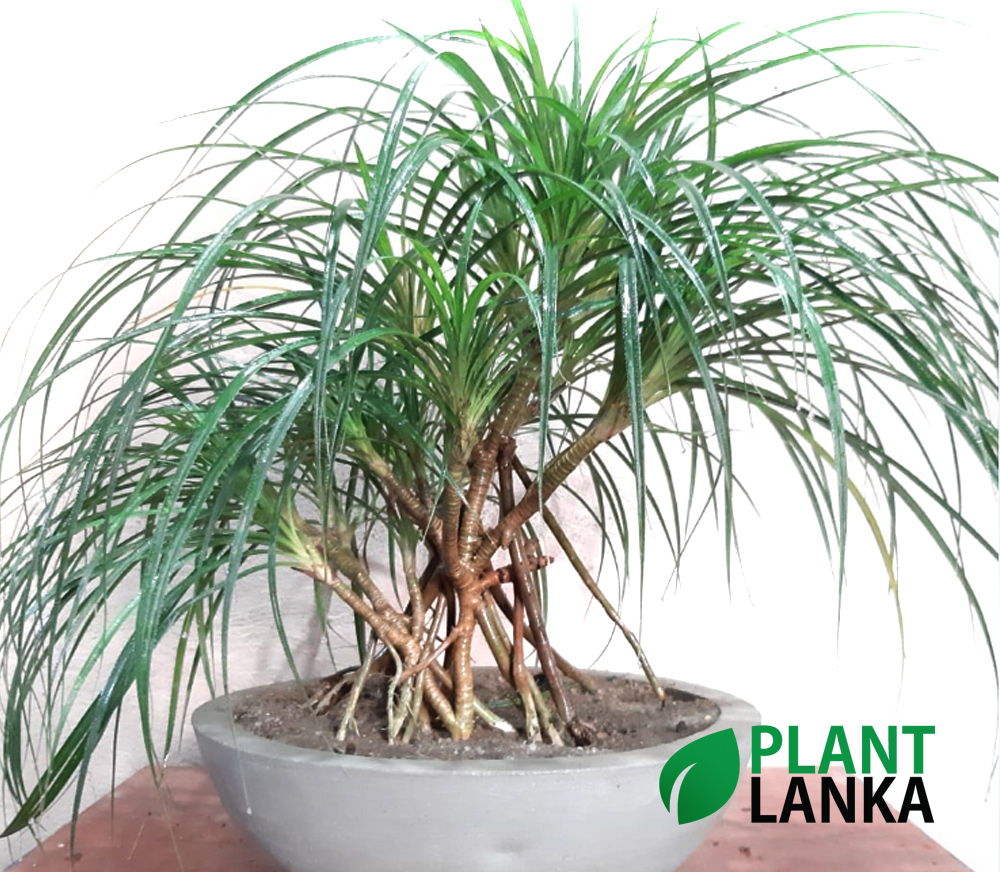 වැටකෙයියා plant 4 – 5 years old – Plant Lanka | Tropical Plants ...
