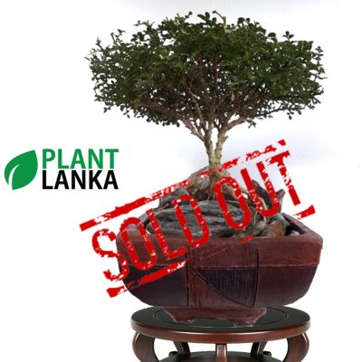 Plant Lanka - Gift Bonsai Plants in Sri Lanka