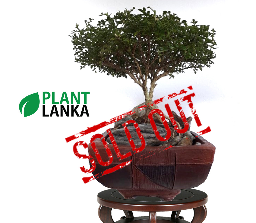 Plant Lanka - Gift Bonsai Plants in Sri Lanka Plant Lanka - Gift Bonsai Plants in Sri Lanka