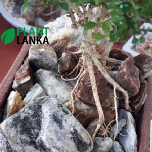 Plant Lanka – Gift Indoor Plants in Sri Lanka