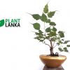 Plant Lanka - Gift Indoor Plants in Sri Lanka