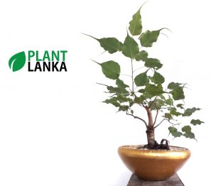 Plant Lanka - Gift Indoor Plants in Sri Lanka