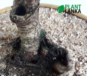 Plant Lanka - Gift Indoor Plants in Sri Lanka