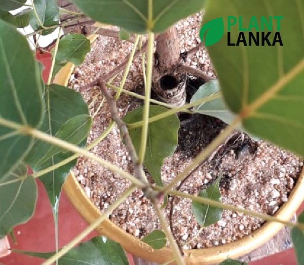 Plant Lanka - Gift Indoor Plants in Sri Lanka