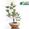 Plant Lanka - Gift Indoor Plants in Sri Lanka