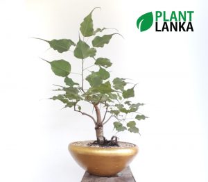 Plant Lanka - Gift Indoor Plants in Sri Lanka