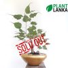 Plant Lanka - Deliver premium plants in Sri Lanka