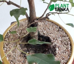 Plant Lanka - Gift Indoor Plants in Sri Lanka