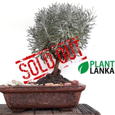 Plant Lanka - Deliver premium plants in Sri Lanka