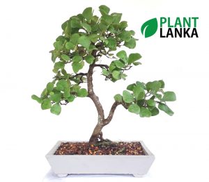 Plant Lanka - Gift Bonsai Plants in Sri Lanka