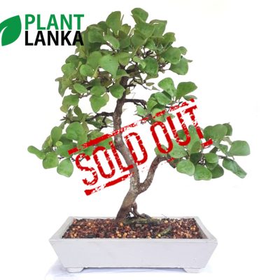Plant Lanka - Deliver premium plants in Sri Lanka