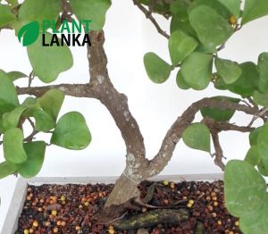 Plant Lanka - Gift Bonsai Plants in Sri Lanka