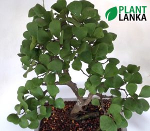 Plant Lanka - Gift Bonsai Plants in Sri Lanka