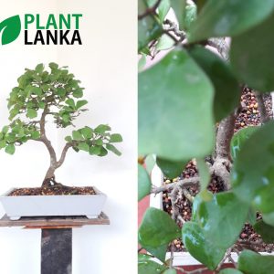 Plant Lanka – Gift Bonsai Plants in Sri Lanka