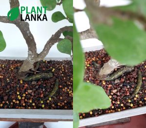 Plant Lanka - Gift Bonsai Plants in Sri Lanka