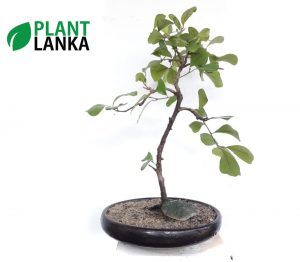 Plant Lanka - Gift Bonsai Plants in Sri Lanka