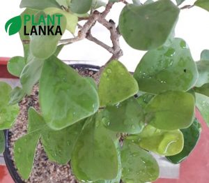 Plant Lanka - Gift Bonsai Plants in Sri Lanka