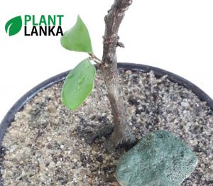 Plant Lanka - Gift Bonsai Plants in Sri Lanka