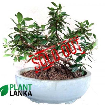 Buy this nuga bonsai tree an learn to grow a bonsai tree