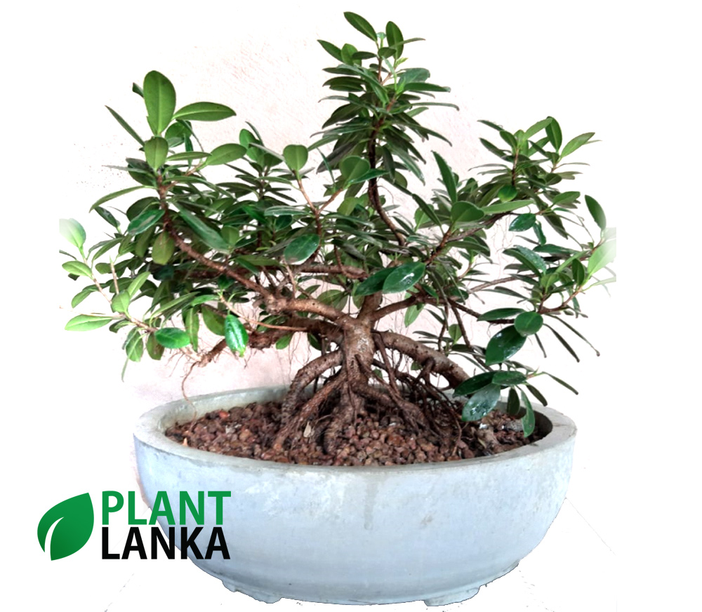 Plant Lanka - Gift Indoor Plants in Sri Lanka