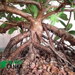 Plant Lanka – Gift Indoor Plants in Sri Lanka
