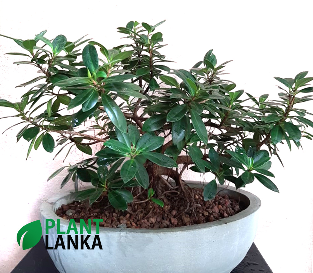 Plant Lanka - Gift Indoor Plants in Sri Lanka