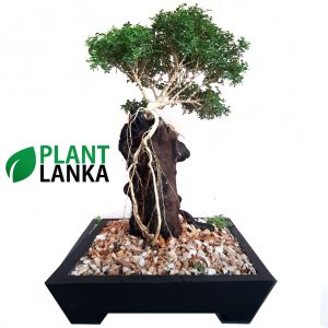 Plant Lanka – Gift Bonsai Plants in Sri Lanka