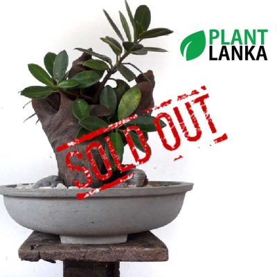 Bonsai, indoor and cactus plants delivery in Sri Lanka